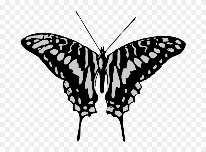Black And Grey Butterfly Drawing - Black And Grey Butterfly #923099