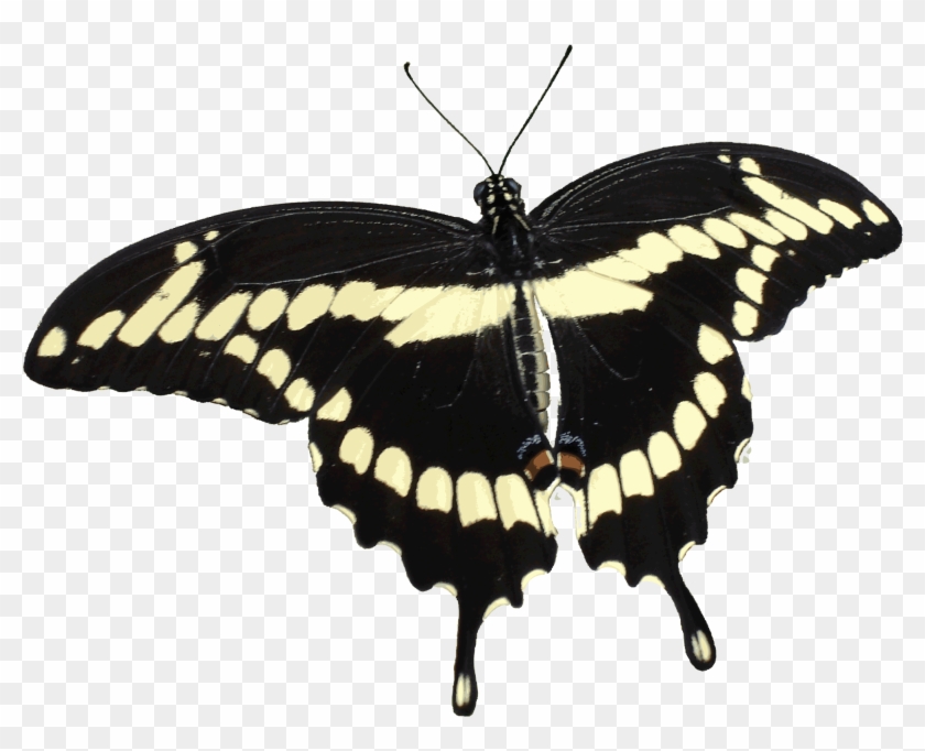 Fabulous Giant Swallowtail Butterfly Transparent Background - Giant Swallowtail Butterfly #923103