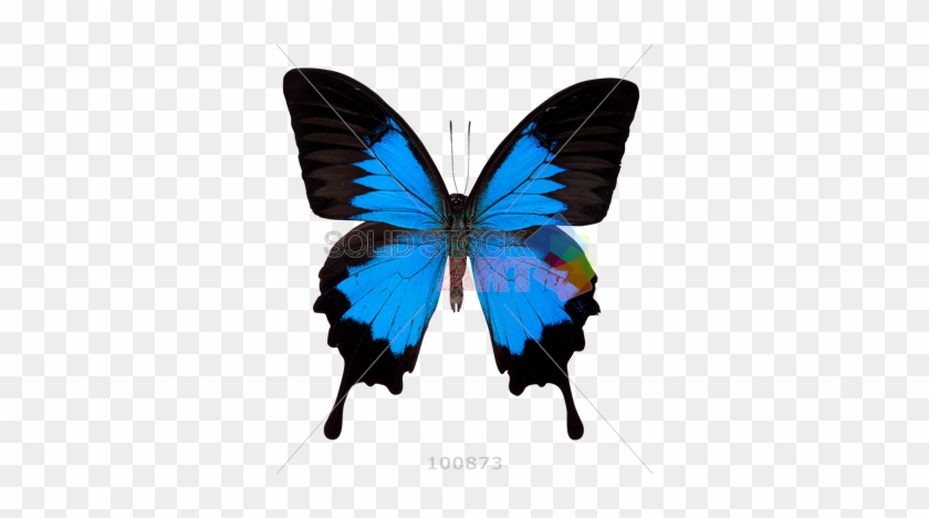 Ulysses Butterfly #923105