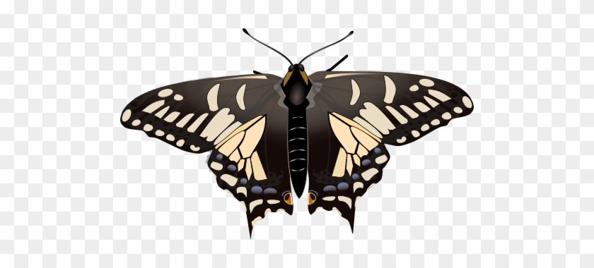This Image Rendered As Png In Other Widths - Papilio Machaon #923111