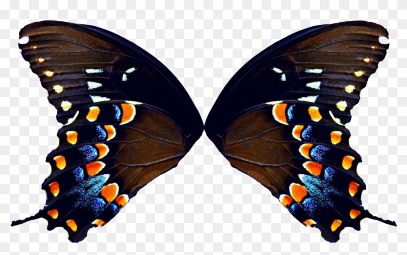 Butterfly Wing Wallpapers - Purple Butterfly Wings #923123