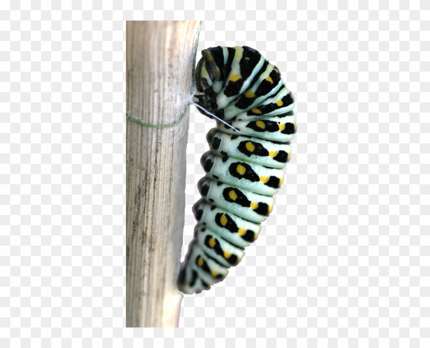 Anise Swallowtail - Chrysalis #923134