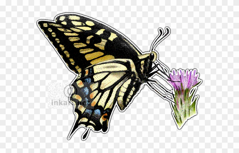 Anise Swallowtail Butterfly Art Decal - Drawing Of Swallowtail #923148