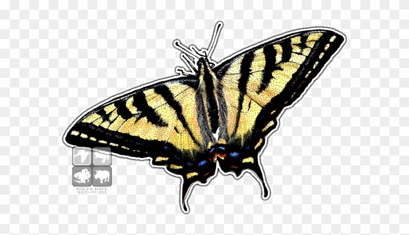 Western Tiger Swallowtail Art Decal - Western Tiger Swallowtail #923151