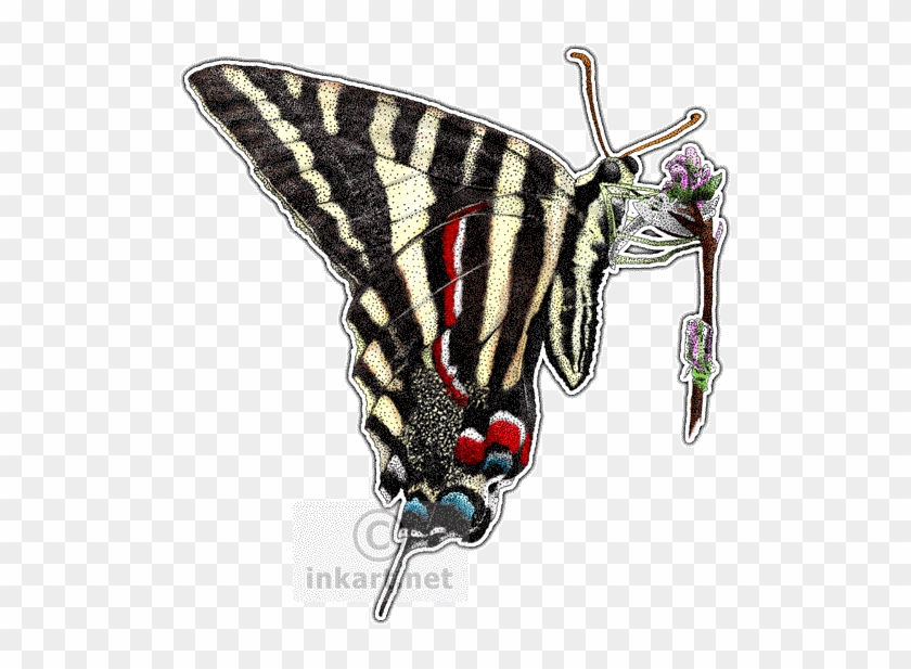 Zebra Swallowtail Butterfly Decal - Zebra Swallowtail Butterfly Rectangle Magnet #923153