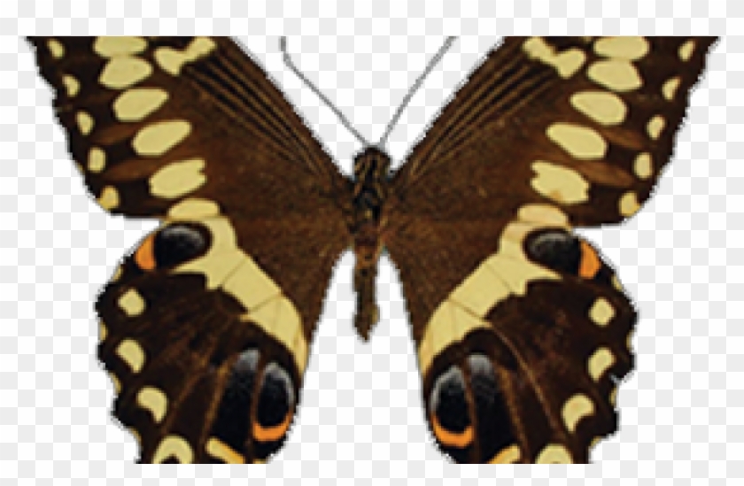 Emperor Swallowtail - Butterflies - Papilio Ophidicephalus #923157