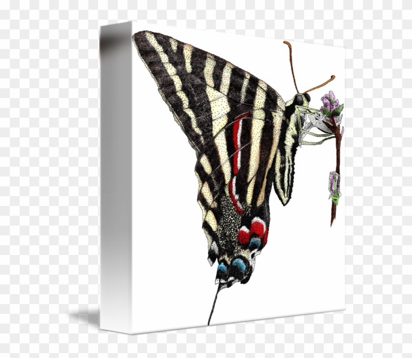 Zebra Swallowtail Butterfly Journal #923159