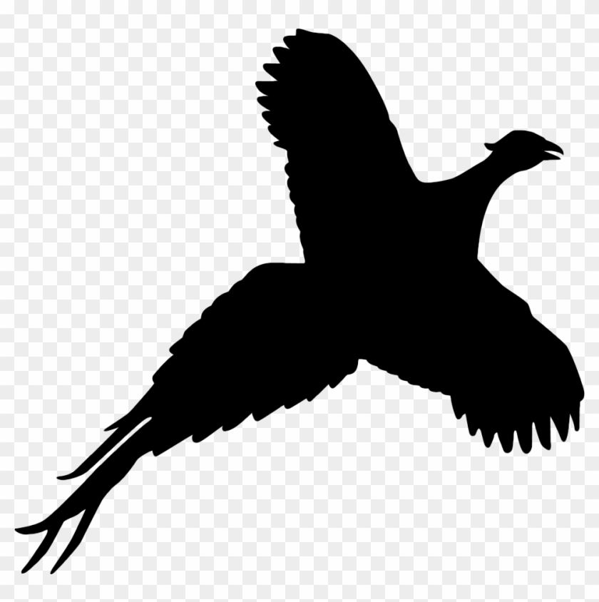Pheasant And Partridge Shooting Scotland Fenton Brunt - Silhouette Of A Pheasant #923263