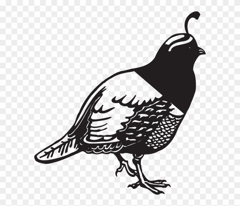 Quail Clipart Black And White #923275