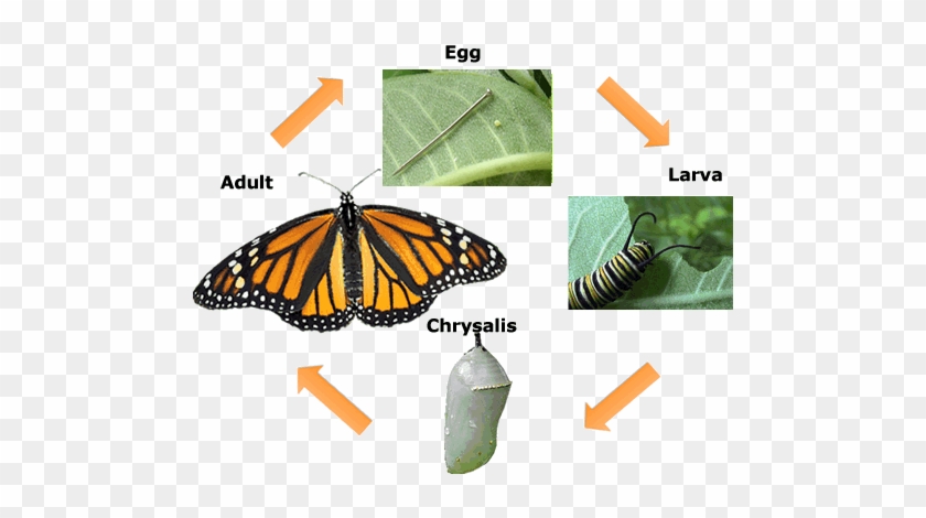 Butterfly Life Cycle Drawing Lifecycleflying - Angangueo #923694