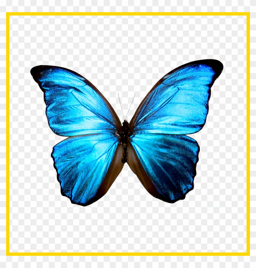 Shocking Blue Butterfly Printable Butterflies And Insects - Blue Butterflies Life Is Strange #923723