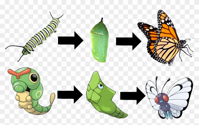 Evolution The Physics Of Pokemon - Evolution Of A Butterfly #923849