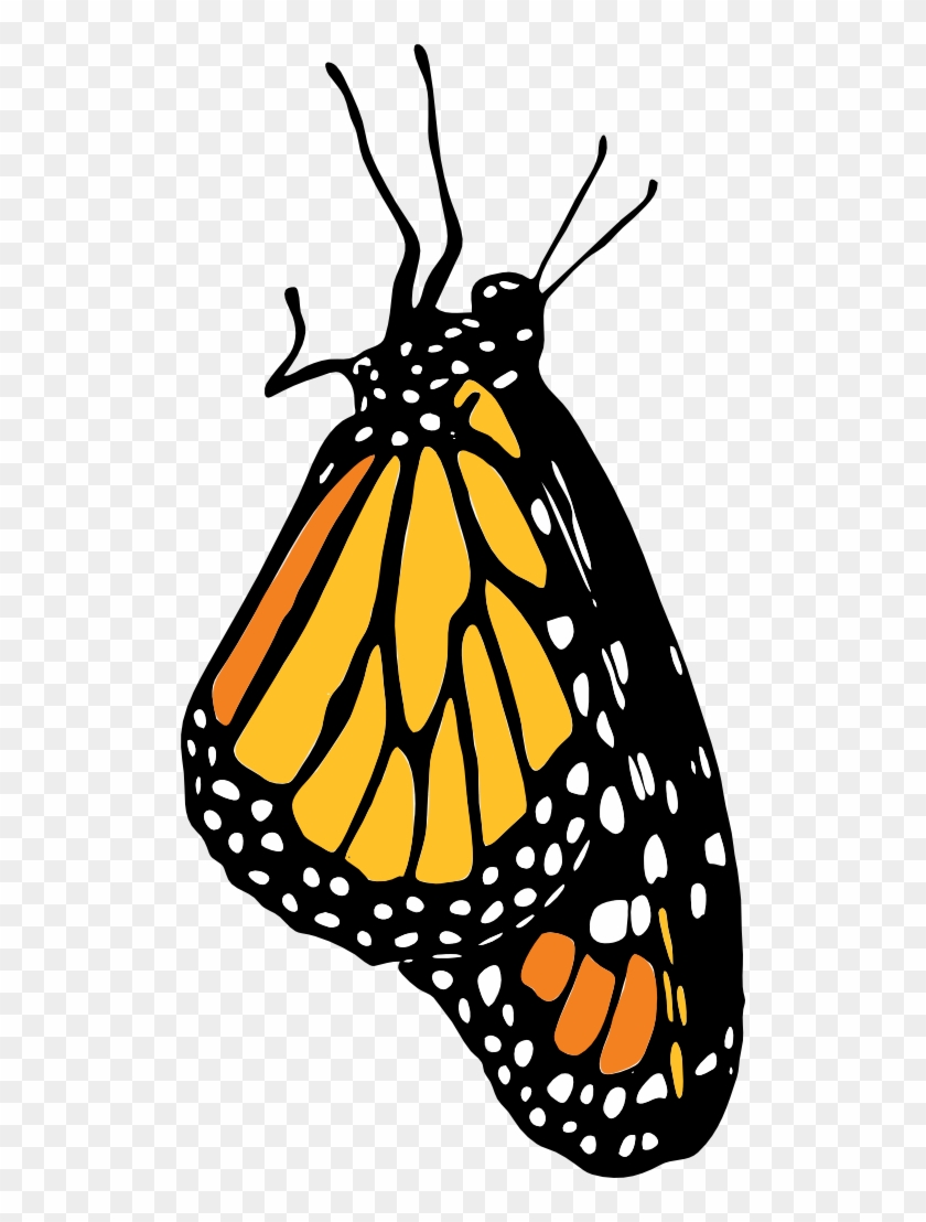 Monarch - Monarch Clip Art #923889