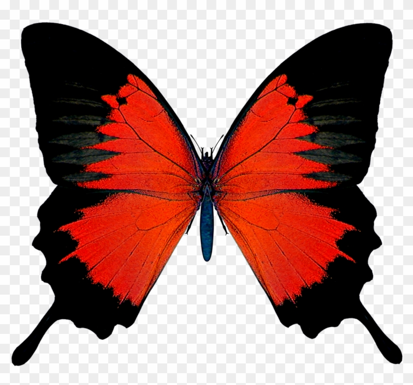 Butterfly Red Admiral Clip Art - Red And Black Butterfly #924128
