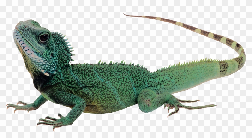 Use On Your Powerpoints Lizard Png Image With Transparent - Lizard Png #924134