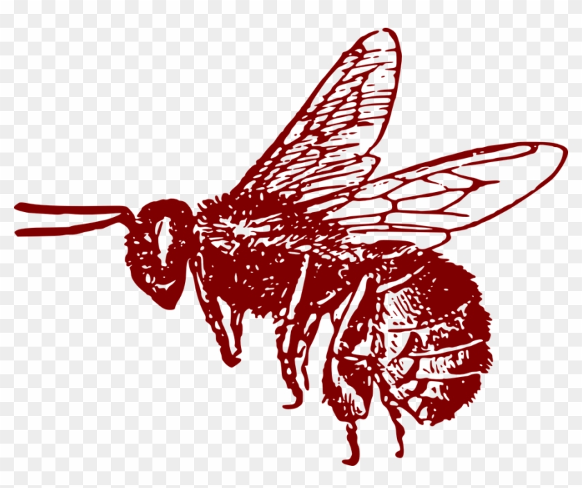 Honey Bee Illustration 26, Buy Clip Art - Bee Clip Art #924133