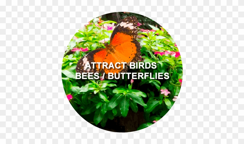 Attract Birds, Bees & Butterflies - Vanessa (butterfly) #924165