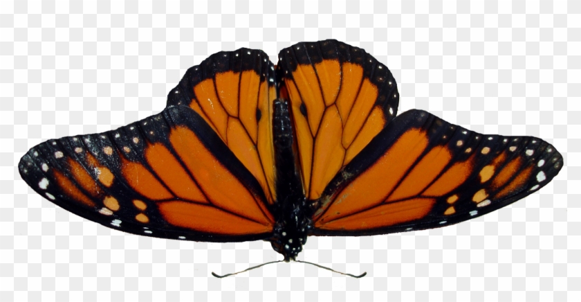 Butterfly Png Image - Angangueo #924187