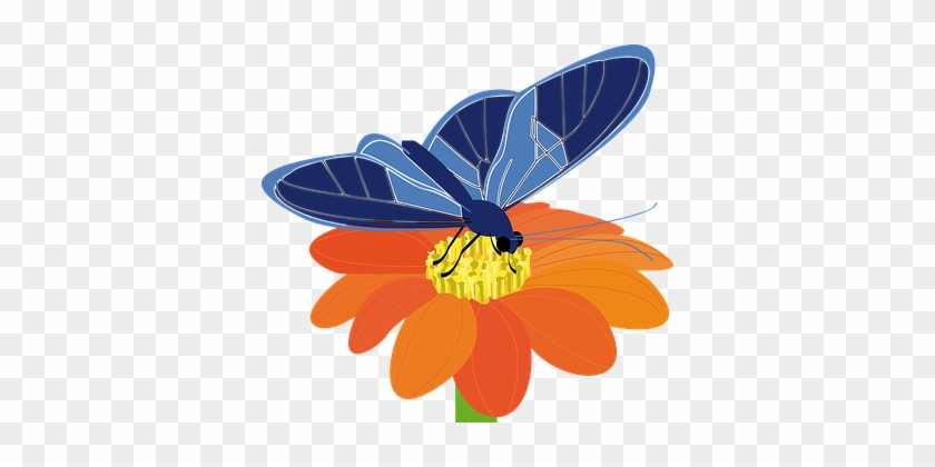 Butterfly, Flower, Insect, Plant, Blue - Butterfly On Flower Clip Art #924194