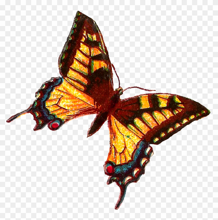 Yellow Butterfly Images - Butterfly #924234