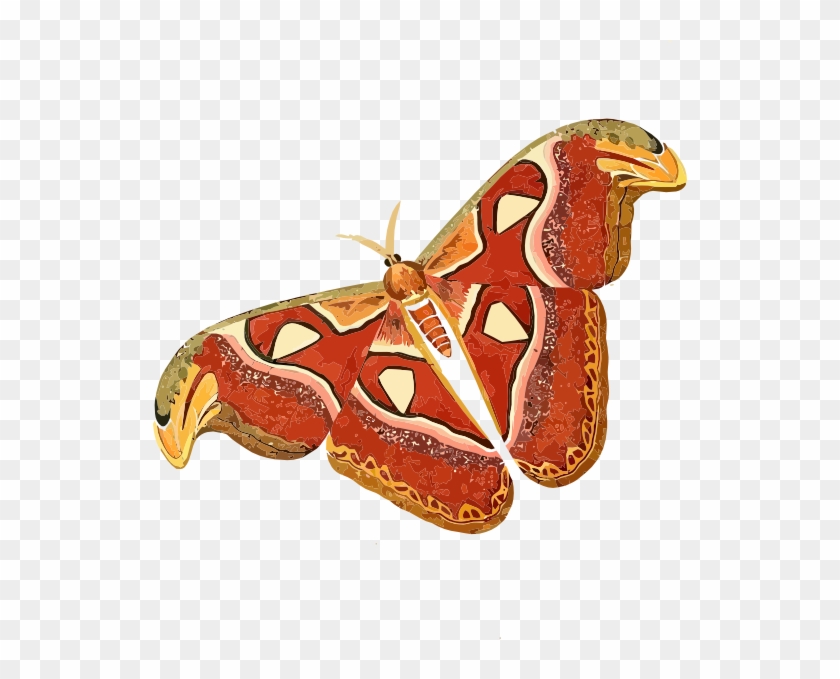 Large Yellow Butterfly Pictures Download - Atlas Moth Clipart #924237
