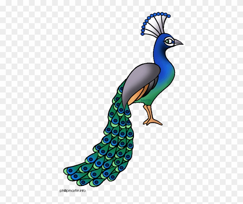 Peacock Clipart - Peacock Images Clip Art #924241