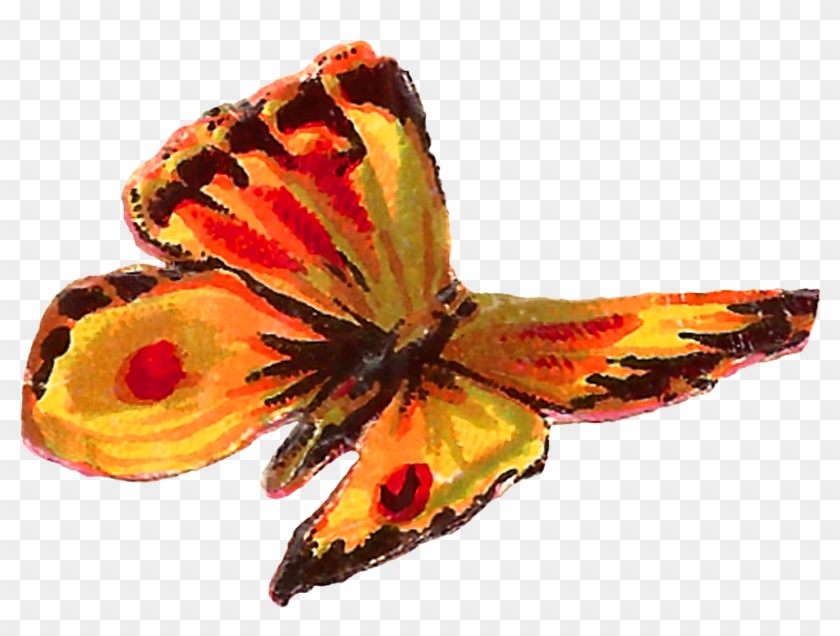 The Second Digital Butterfly Clip Art Is Of The Common - Stock.xchng #924256