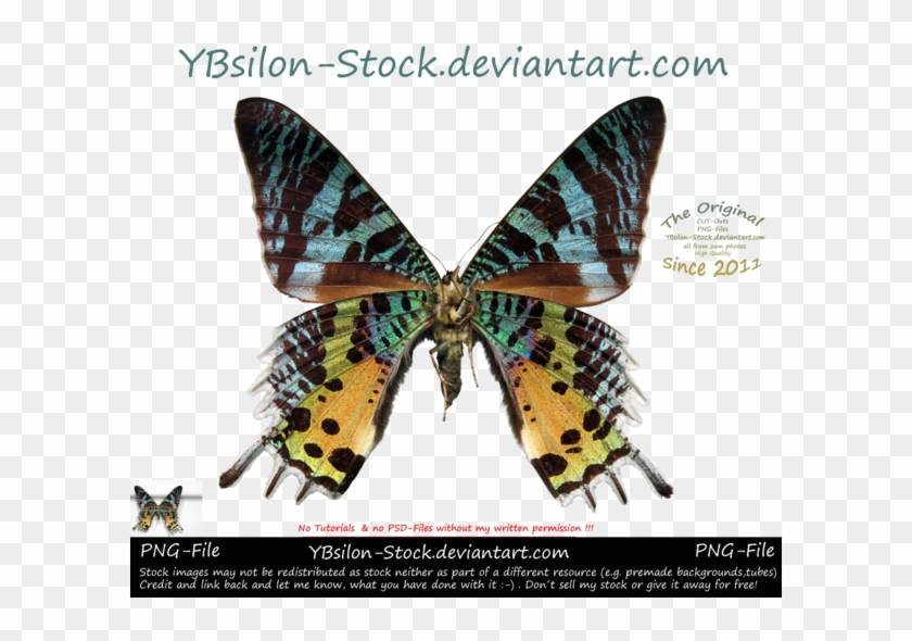 Butterflies Brushes By Roula33 Blue Yellow Butterfly - Vanessa Cardui #924262