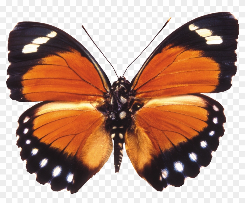 Butterfly Clipart Download Png Image - Бабочка Png #924284
