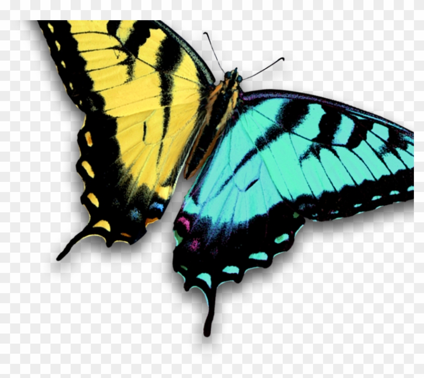 Summer Lilac #924374