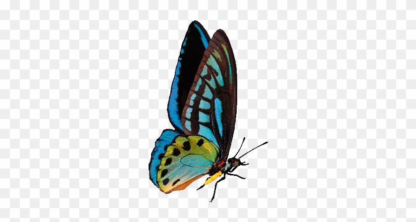 Butterfly - Magical Butterflies Gif Transparent #924391