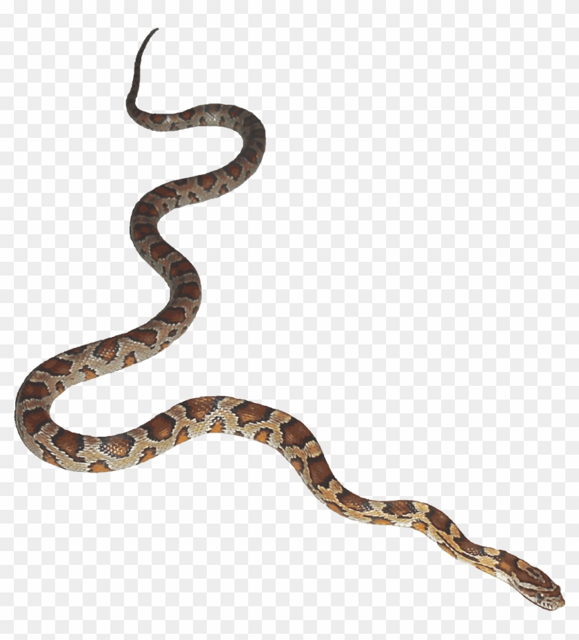 Python Logo Clipart Bull Snake - Snake Transparent Background #924410