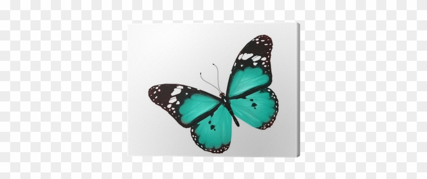 Blue Butterfly Flying, Isolated On White Canvas Print - Violet And Blue Butterfly #924461