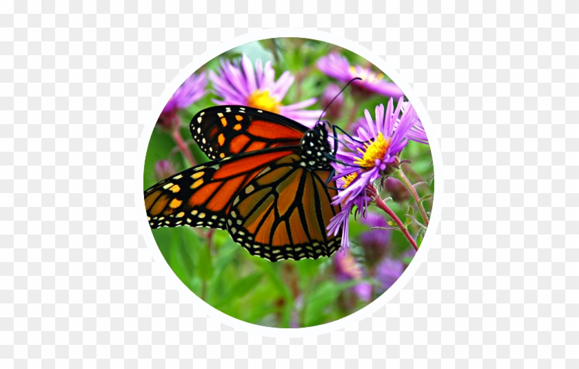 Butterfly Garden - Monarch Butterfly #924703