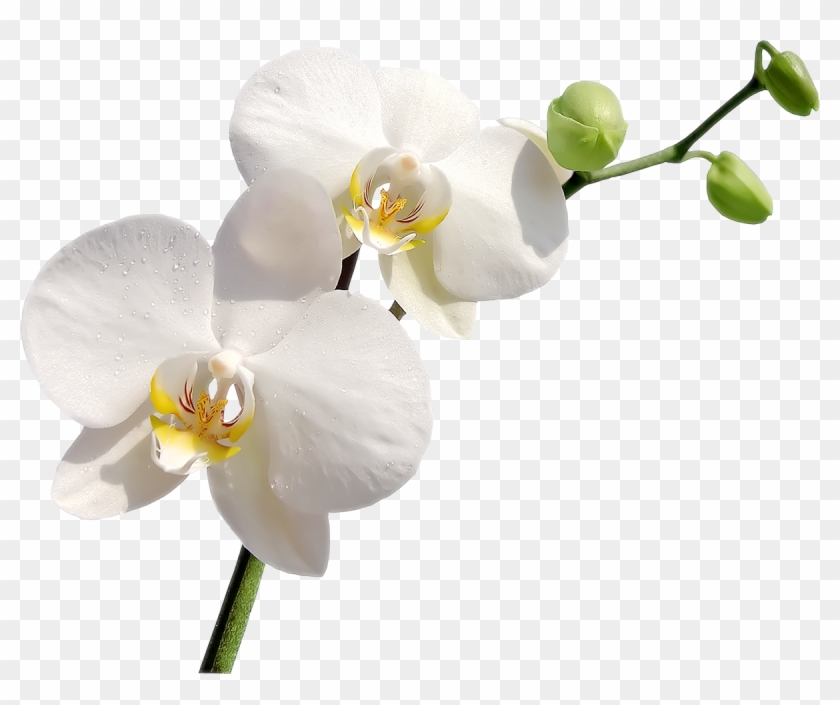 Orchids Flower Clip Art - Orchid Png #924785