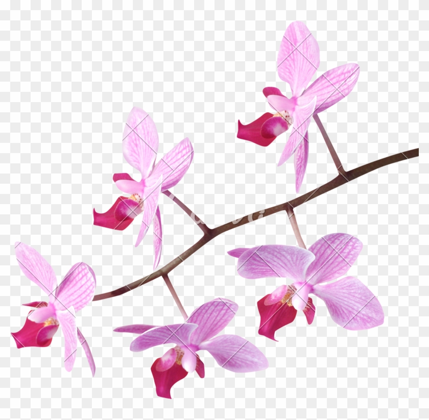 Orchids - Berg-frauenschuh By Erwin Dee Kord (editor) (9786138610694) #924789