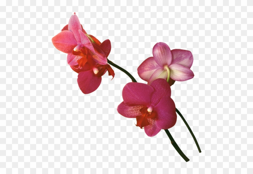 Svetlera Альбом «клипарт Png / Freeorchids Kit» На - Орхидеи Красные На Прозрачном Фоне #924791