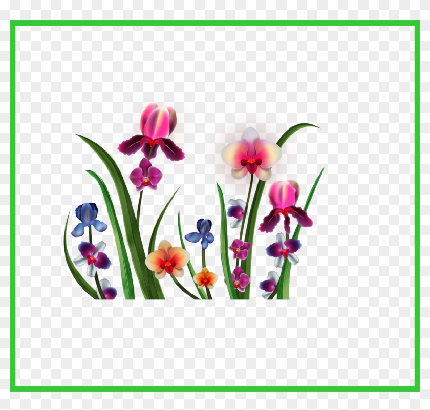 Unbelievable Kolibri Png Klipart Pic For Orchid Logo - Moth Orchid #924814