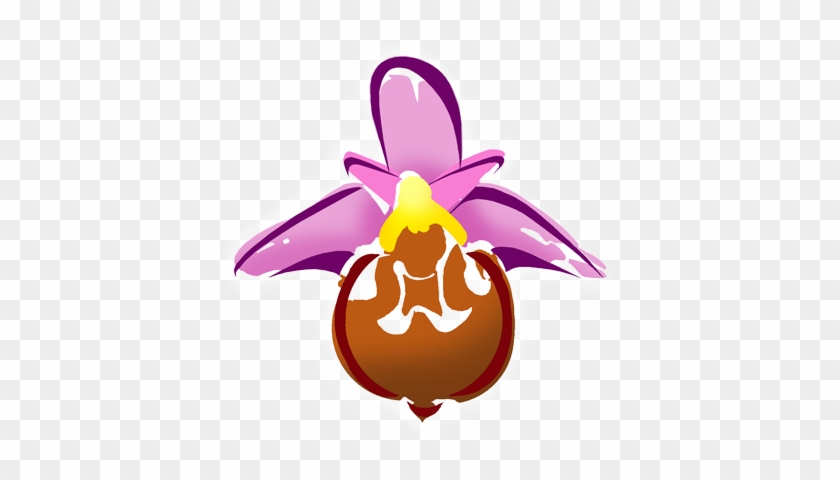 Www - Turkeyorchids - Com - Christmas Orchid #924855