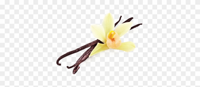 Vanilla Flower Beans - Свеча Ароматизированная Sima-land Ваниль, Цвет: Горчичный, #924867
