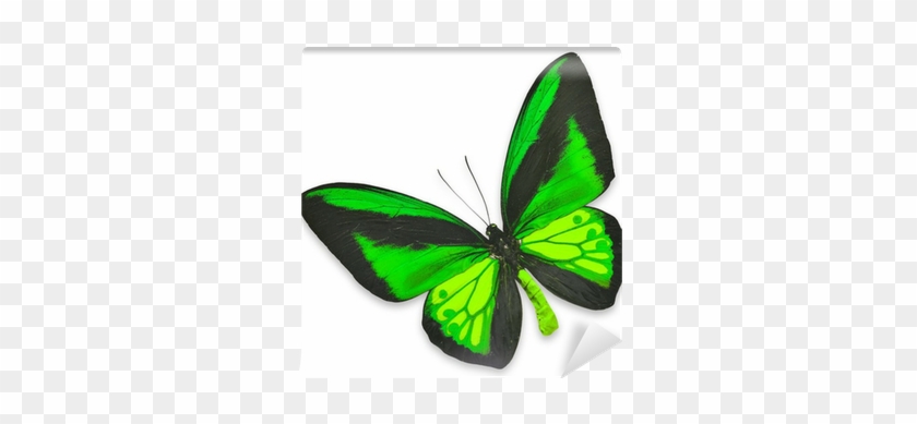 Beautiful Black And Green Butterfly Wall Mural • Pixers® - Black #924980