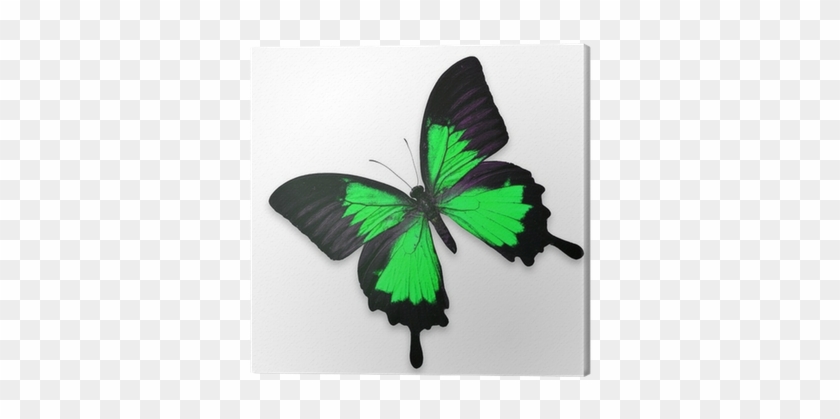 Beautiful Black And Green Butterfly Canvas Print • - Butterfly Black At Pink #925004