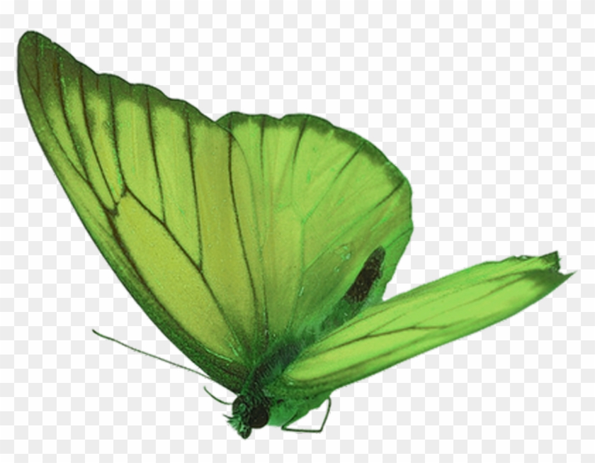 Green Butterfly Png - Gif Papillon Qui Volent #925018