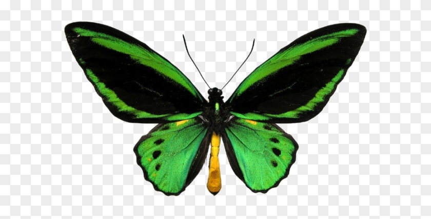 Green Butterfly - Queen Alexandra's Birdwing Butterfly #925023