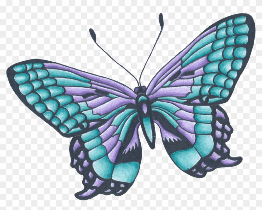 Butterfly Drawings Colour #925067