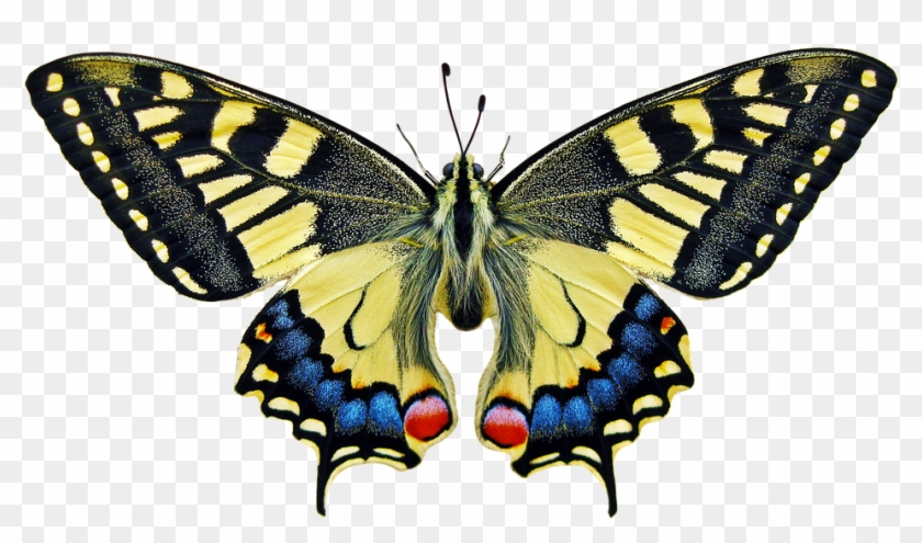 Butterfly Color Beautiful - Butterfly Scientific #925114