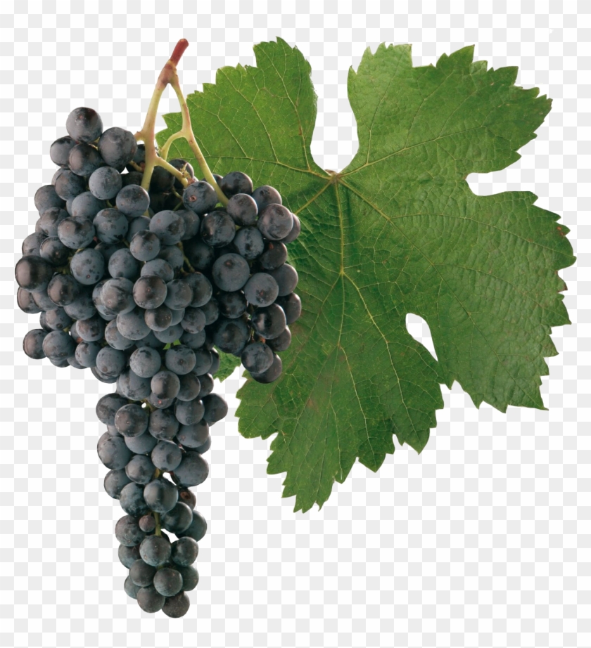 Download Free Photo Report - Merlot Grape Png #925192