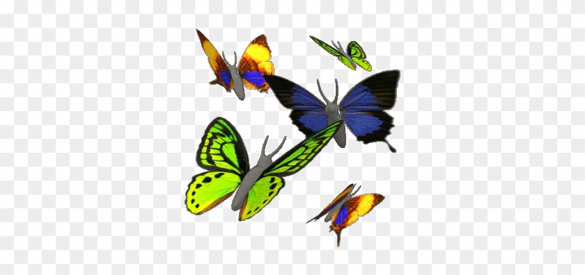 The Butterfly Life Cycle - Animated Butterflies #925246