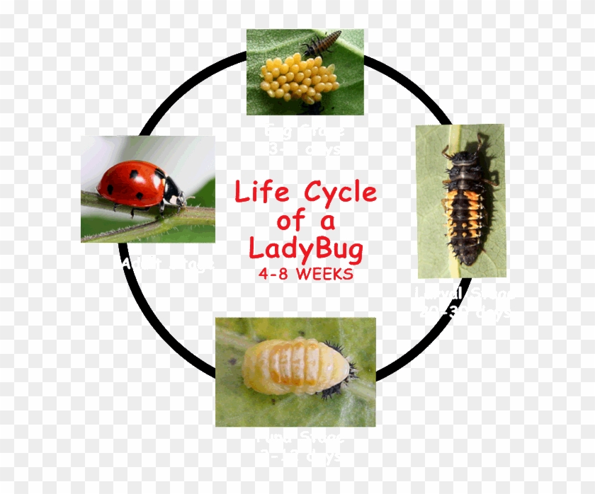 Life Cycle Of A Ladybug #925278