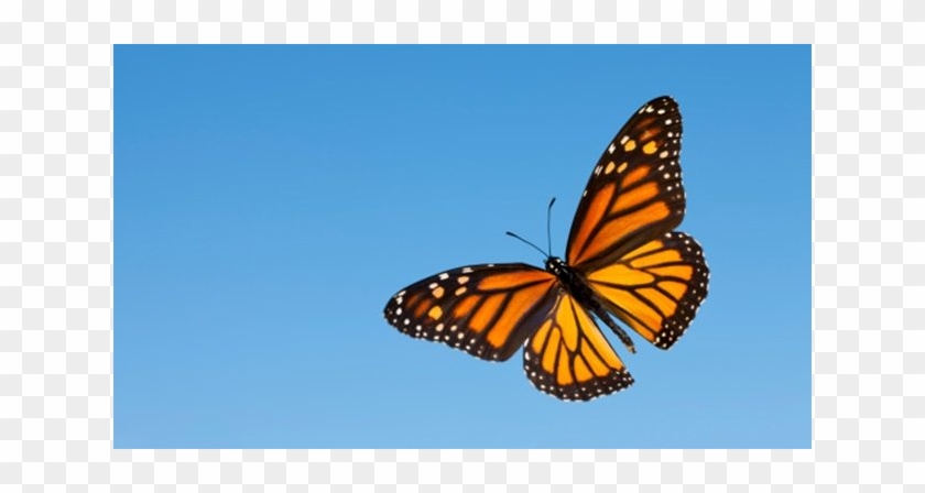 The Butterfly Life Cycle - Monarch Butterfly #925284